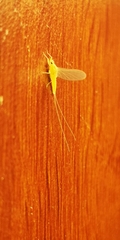 Ephemeroptera