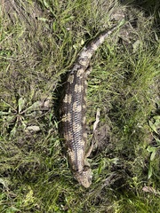 Tiliqua nigrolutea