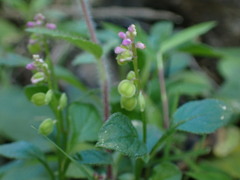Polygala tatarinowii