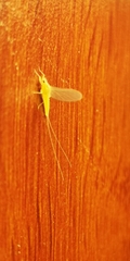 Ephemeroptera