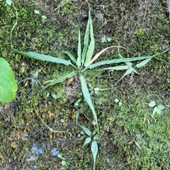 Asplenium ruprechtii