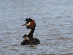 Podiceps cristatus australis