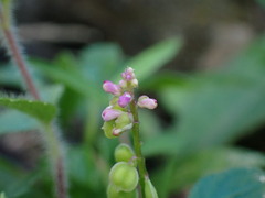 Polygala tatarinowii