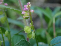Polygala tatarinowii
