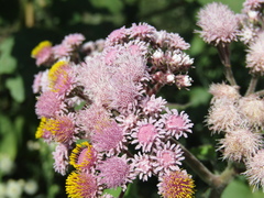 Urolepis hecatantha