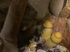 Leucocoprinus birnbaumii