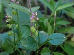 Polygala tatarinowii