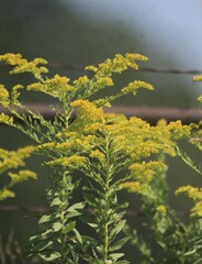 Solidago altissima