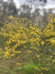 Acacia leprosa