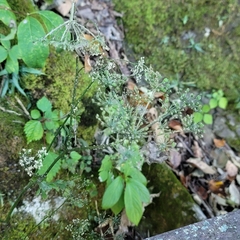 Ostericum grosseserratum