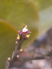 Loranthaceae