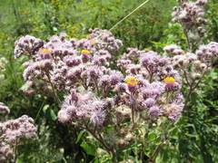 Urolepis hecatantha