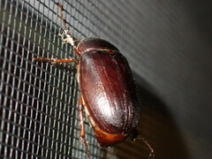 Phyllophaga