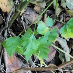 Ostericum grosseserratum