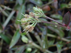 Murdannia keisak