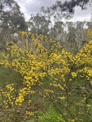 Acacia leprosa