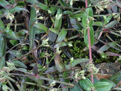 Murdannia keisak