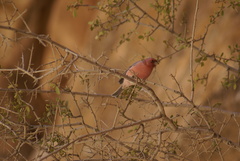 Carpodacus synoicus