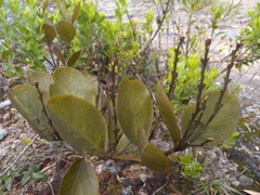 Loranthaceae