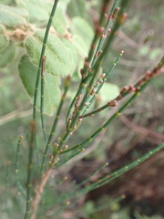 Allocasuarina