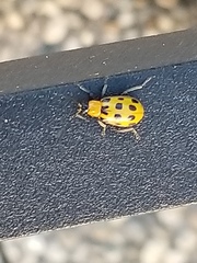 Diabrotica undecimpunctata