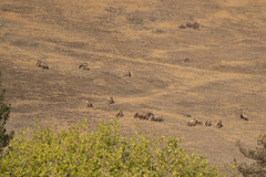Cervus canadensis nannodes