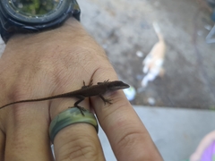 Anolis carolinensis