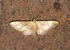 Idaea demissaria