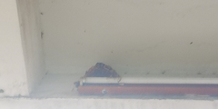 Hirundo rustica