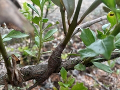 Loranthaceae