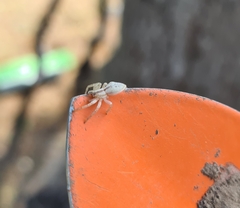 Arachosia praesignis