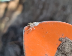 Arachosia praesignis