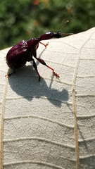 Apoderinae