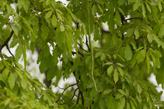 Handroanthus umbellatus