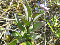 Solanum laxum