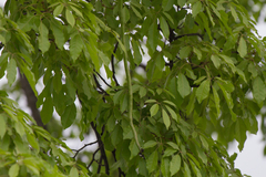 Handroanthus umbellatus