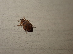 Orchestes steppensis