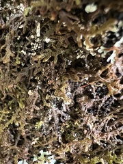 Frullania eboracensis