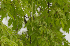 Handroanthus umbellatus