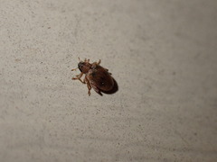 Orchestes steppensis