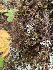 Frullania eboracensis