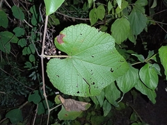 Vitis cinerea