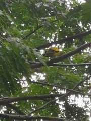 Oriolus chinensis