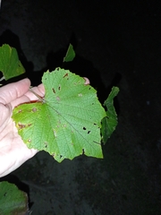 Vitis cinerea