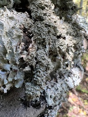 Punctelia appalachensis