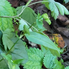 Commelina communis