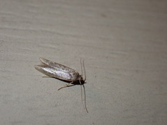 Blastobasidae