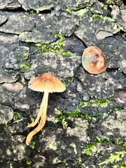 Gliophorus psittacinus