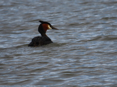 Podiceps cristatus australis
