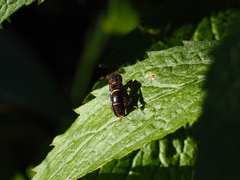 Parancistrocerus